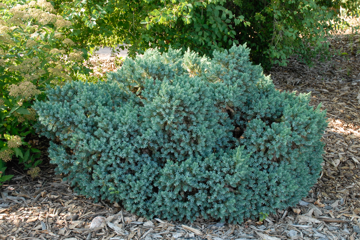 Blue Star Juniper